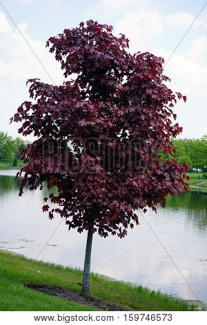 A red maple tree (Acer rubrum) stands near a small man-made lake in Joliet, Illinois during October.