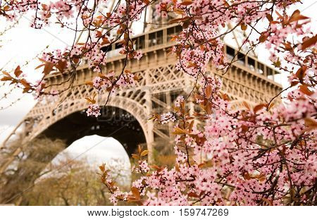 Spring In Paris. Bloomy Cherry Tree And The Eiffel Tower. Focus On Flowers