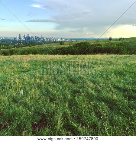 Summer field landscape.  Field with hills, isolated trees, bright lush green grass and trail through grass. Bright blue sky and large dark cloud at sunset with Calgary downtown buildings in background.