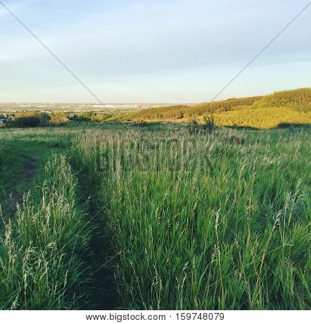 Walking trail through bright tall prairie grass field at sunset with trees, colorful clouds, horizon and sky background. Summer sunset field landscape. Instagram effects.