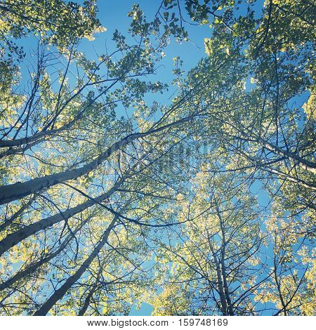 Looking up through tall trees with lush bright green leaves on branches and clear blue sky background.  Thin branches, skinny tall birch trees.