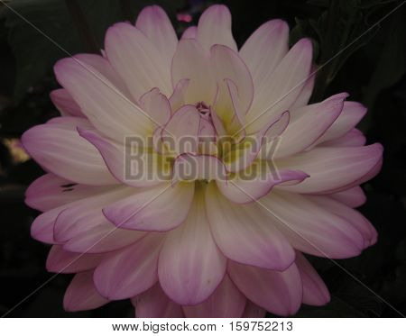 macro photo of a water Lily flower with soft pink petals, as a symbol of beauty and eloquence in the ancient tradition and culture of the peoples of the East
