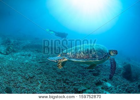 green turtle in clear blue waters with sun rays in front of diver. Hawksbill turtle swim over death of staghorn