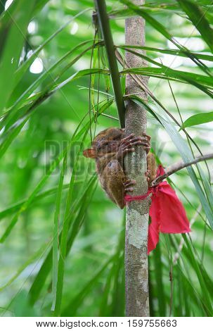 Philippine Tarsier On A Branch