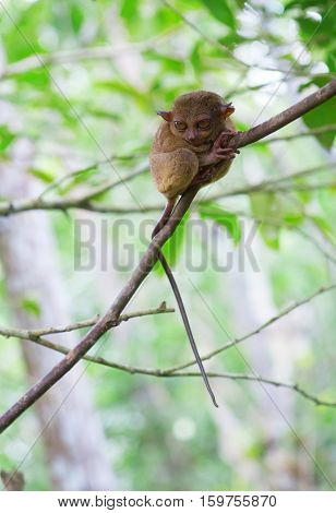 Philippine Tarsier In The Woods