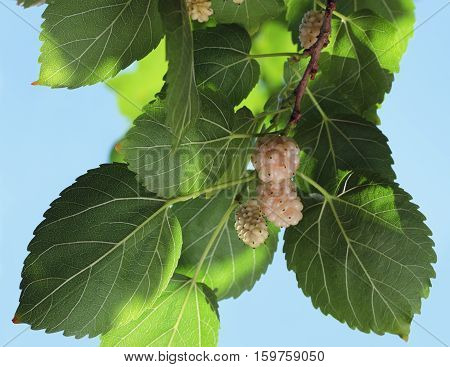 White mulberry known as Morus alba. The branch with ripe and unripe fruits of white mulberry.