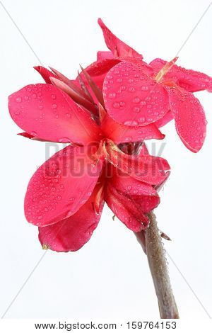 Reddish pink Canna Lily fower with drop of water isolated on white background.