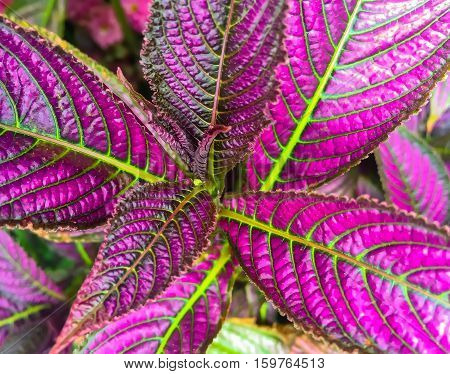 Colorful Persian Shield Plant In Bloom