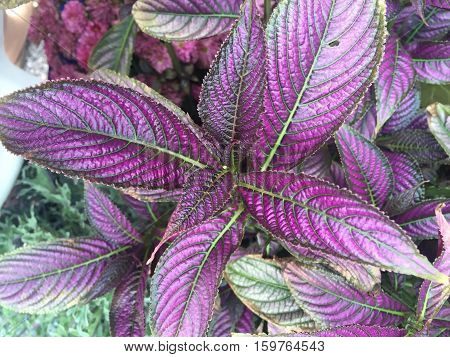 Colorful Persian Shield Plant In Bloom