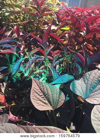 Colorful Persian Shield Plant In Bloom