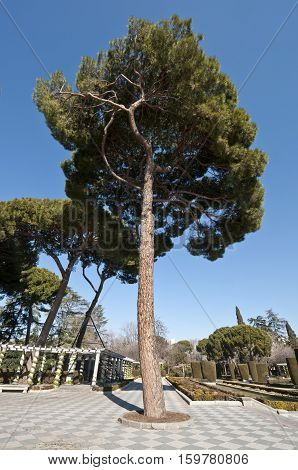Pine tree and pergolas in Cecilio Rodriguez Gardens, Retiro Park, Madrid, Spain