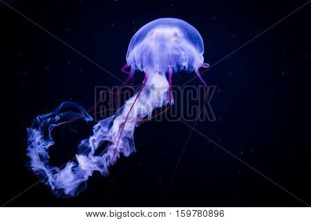 a huge single jellyfish in dark water