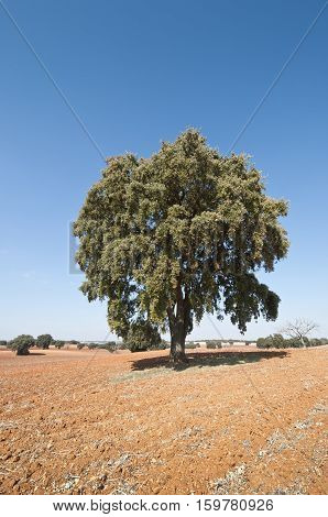 Dehesa in an agricultural landscape. Photo taken in Brea de Tajo Madrid, Spain