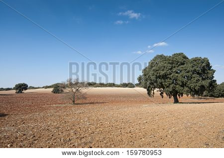 Dehesa in an agricultural landscape. Photo taken in Brea de Tajo Madrid, Spain