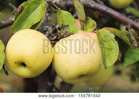 Yellow Antonovka apples on apple tree branch. Russia.