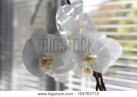 flowers, delicate, summer, box, composition, white, flower,
