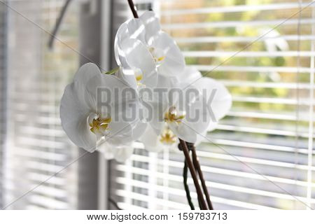 flowers, delicate, summer, box, composition, white, flower,