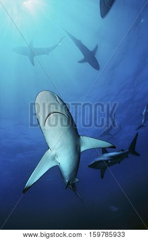 Blacktip sharks (carcharhinus limbatus), underwater view