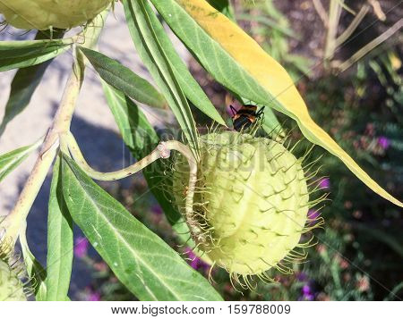 Milkweed Bug In A Green Plant