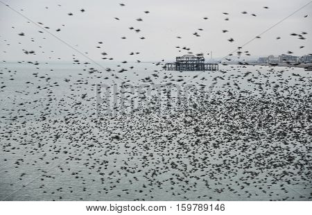 Amazing Spectacle Of Starlings Birds Murmuration Flying Over Sea In Winter