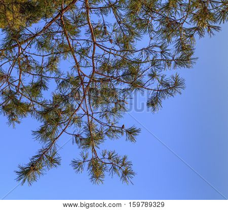The branch of a pine on a background of blue sky, focus on foreground