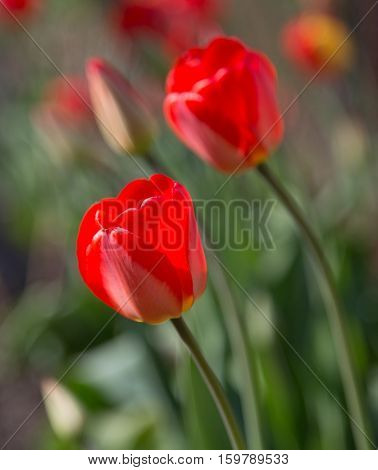 Tulips on a background of green leaves and ground, focus on foreground
