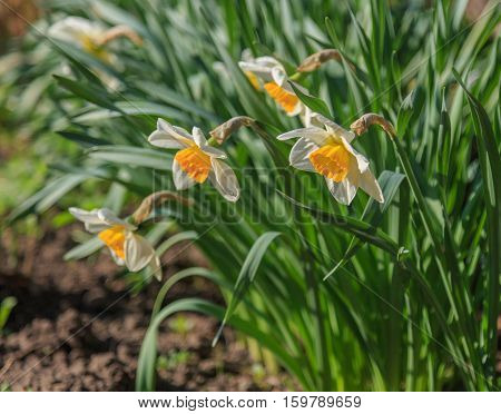 Daffodil flowers on a background of greens and earth, focus on foreground