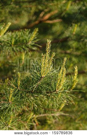 Pine branches on a background of green forest, focus on foreground