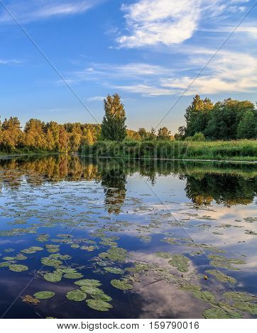 River with water lilies, summer evening,  vertical frame