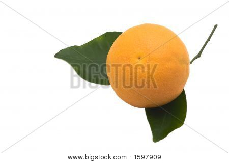 Grapefrugt