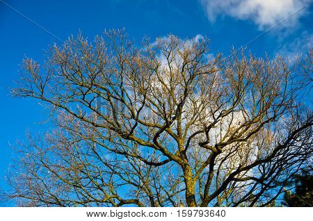 Tree branches without leaves against blue sky at sunny autumn day