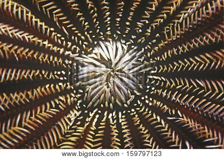 Mouth of a feather star, close-up