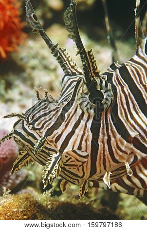 Red firefish, close-up of head