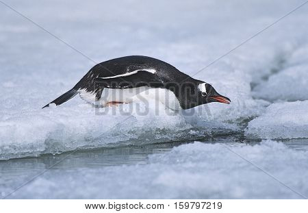Antarctica, Greenwich Island, sliding Gentoo Penguin (Pygoscelis papua)