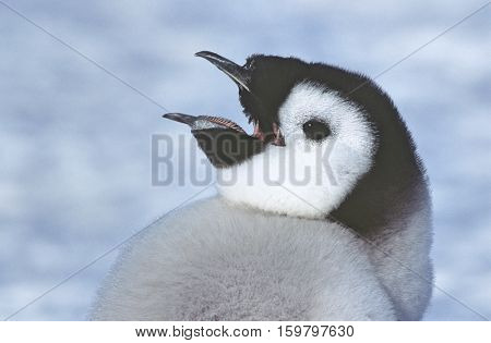 Close-up of Juvenile Emperor Penguin with open beak
