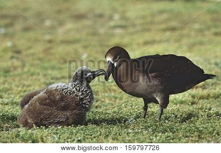 Black-Footed Albatross (Phoebastria nigripes) feeding nestling