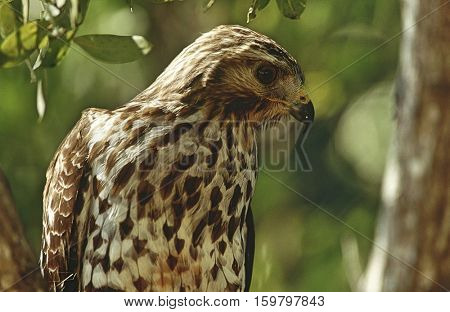 Close-up of Merlin (Falco columbarius)