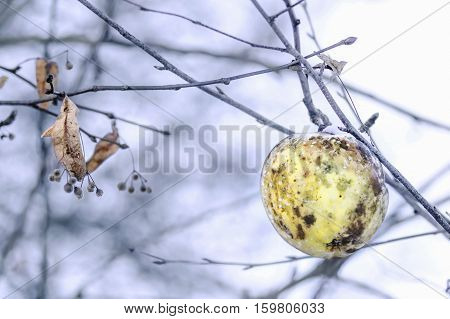 Apple on a tree branch in early winter