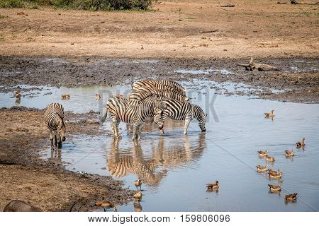 Bonding Zebra In The Kruger National Park, South Africa.