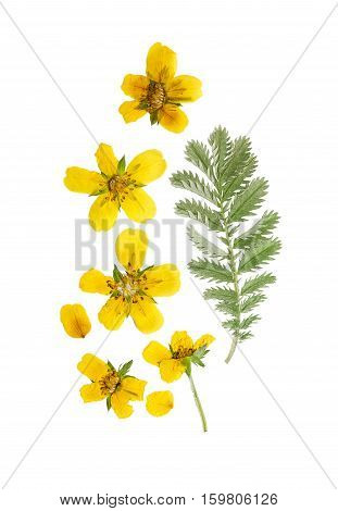 Pressed and dried flower and green carved leaves potentilla anserina isolated on white background.For use in scrapbooking floristry (oshibana) or herbarium.