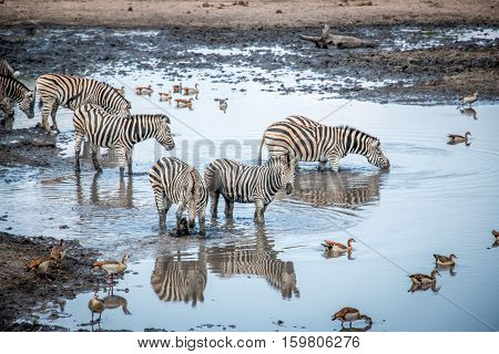 Bonding Zebra In The Kruger National Park, South Africa.