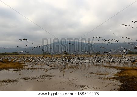 migratory birds in a national bird sanctuary Hula is located in northern Israel