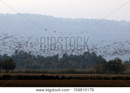 migratory birds in a national bird sanctuary Hula is located in northern Israel
