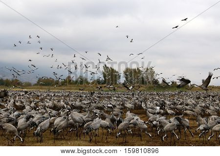 migratory birds in a national bird sanctuary Hula is located in northern Israel