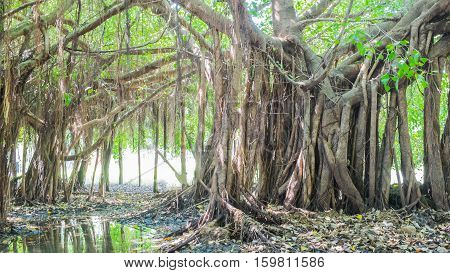 Very big banyan tree in the jungle.Tree of Life Amazing Banyan Tree