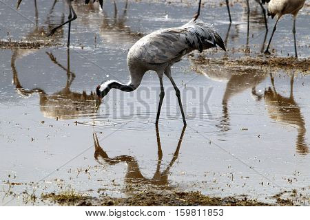 migratory birds in a national bird sanctuary Hula is located in northern Israel