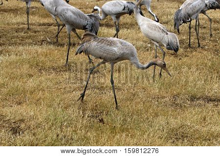 migratory birds in a national bird sanctuary Hula is located in northern Israel