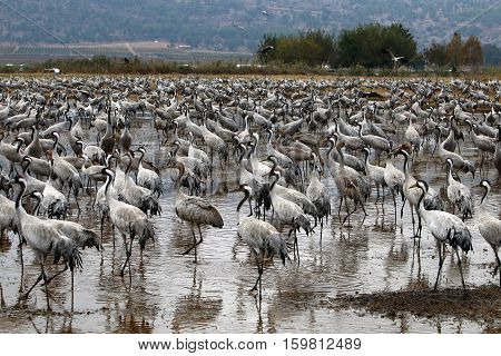 migratory birds in a national bird sanctuary Hula is located in northern Israel
