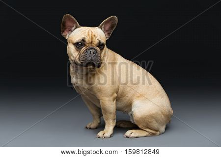 Portrait of beautiful young French buldog girl dog over black background. Studio shot. Copy space.
