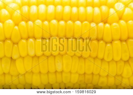 Closeup of yellow corn cob Macro shot